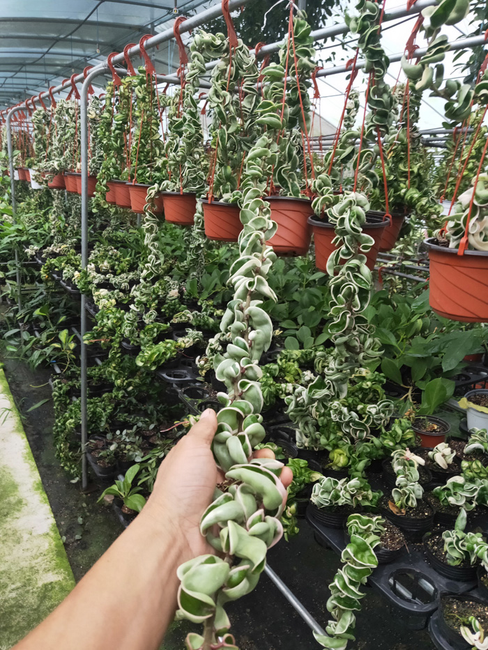 IMG20190712172700.JPG