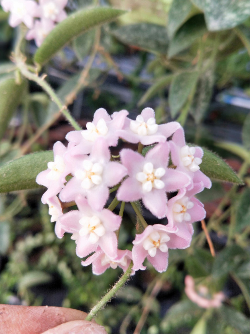 HOYA-THOMSONII-SSP.-PINK.JPG
