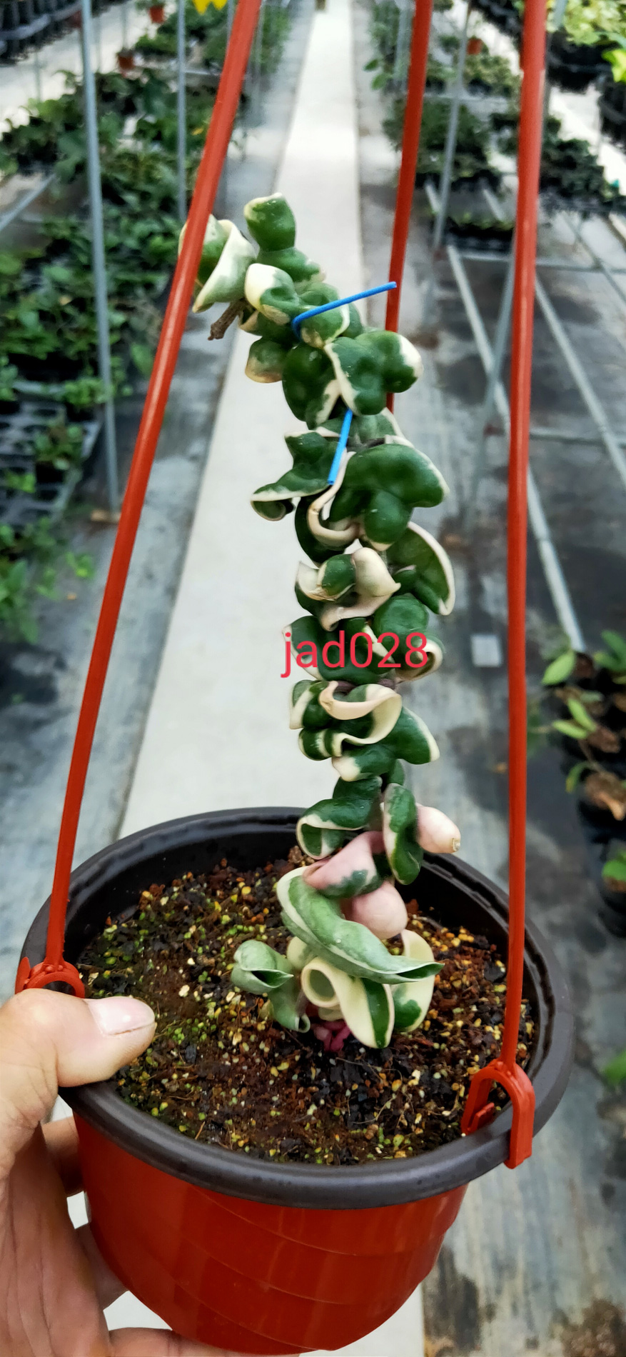 HOYA-COMPACTA-ROSEUS.JPG