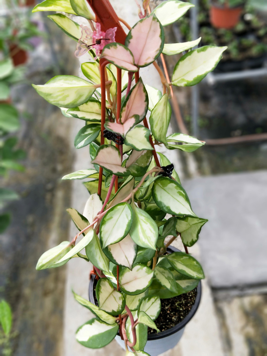 HOYA-CARNOSA-VARIEGATA-TRIC.JPG