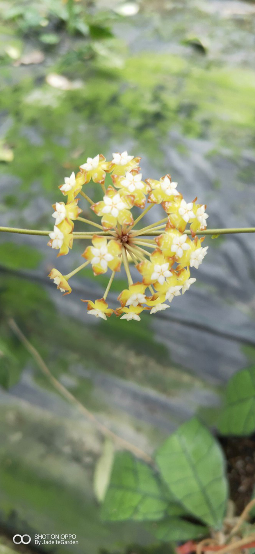 HOYA-CALLISTOPHYLLA-SSP.-UT.JPG