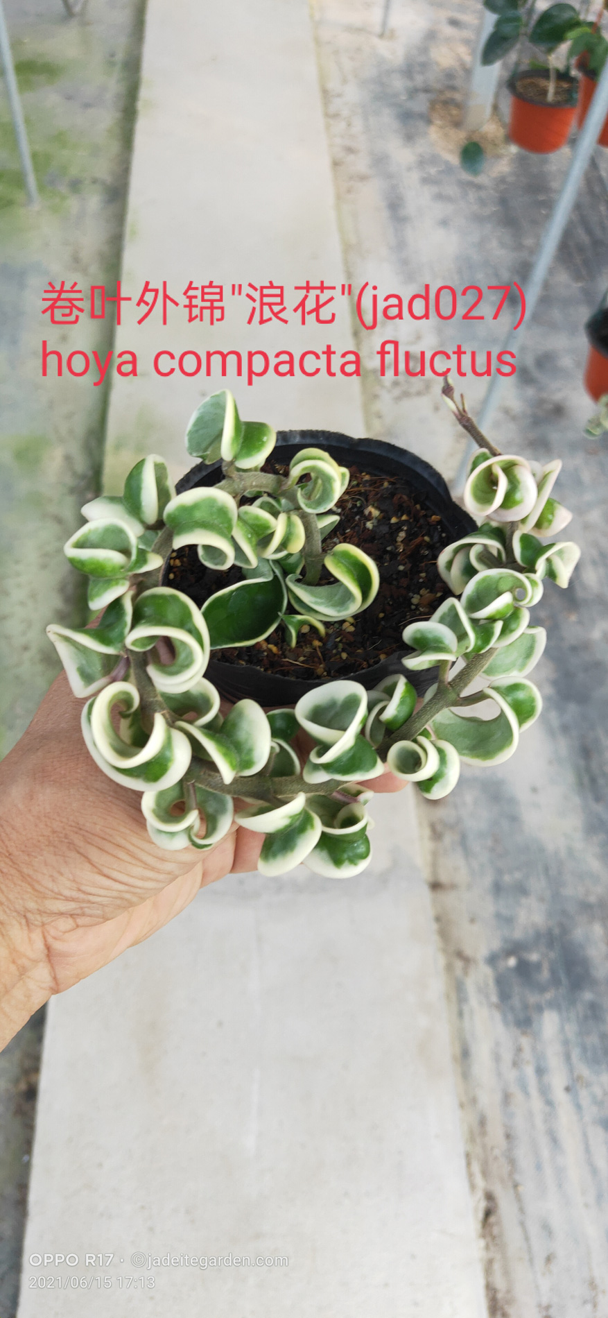 HOYA-JAD027.JPG