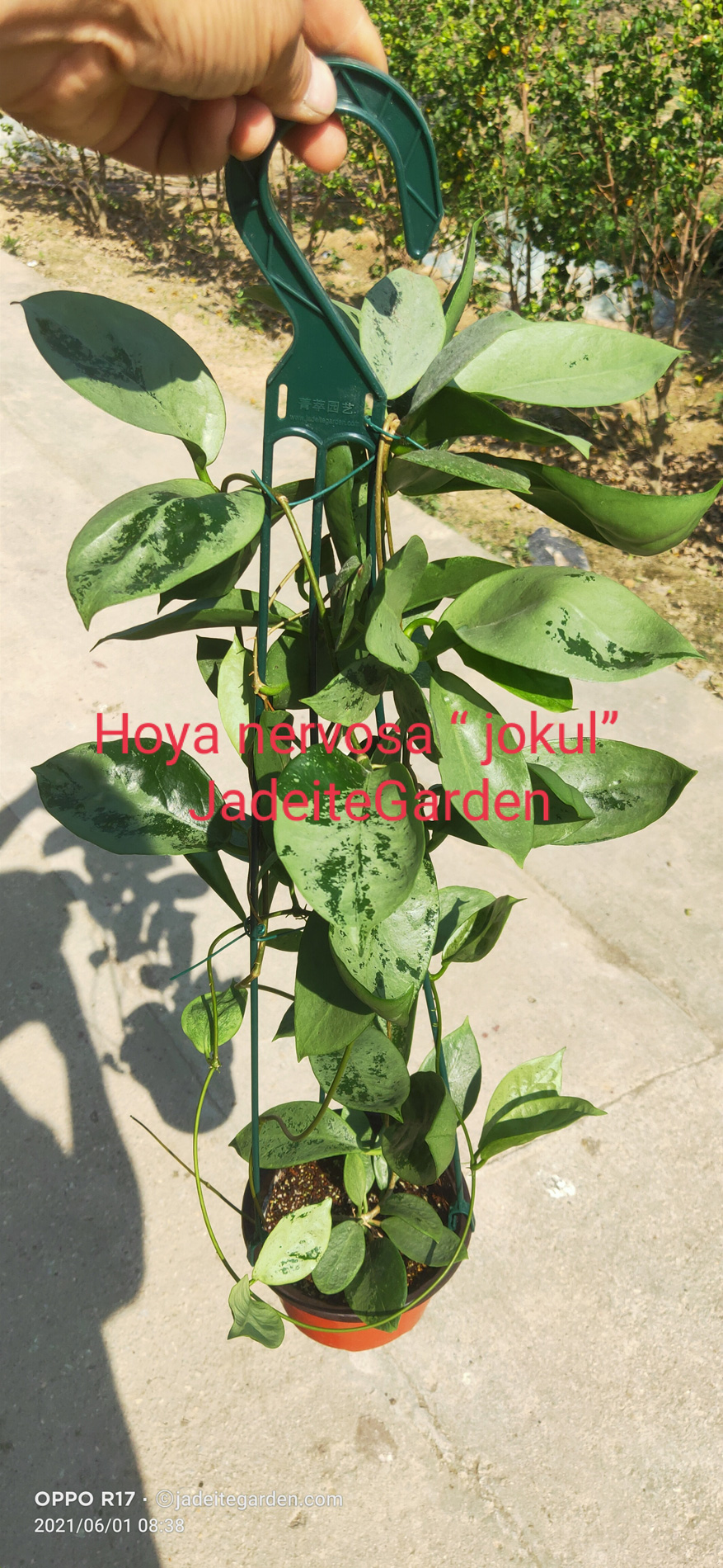 HOYA-JAD018.JPG
