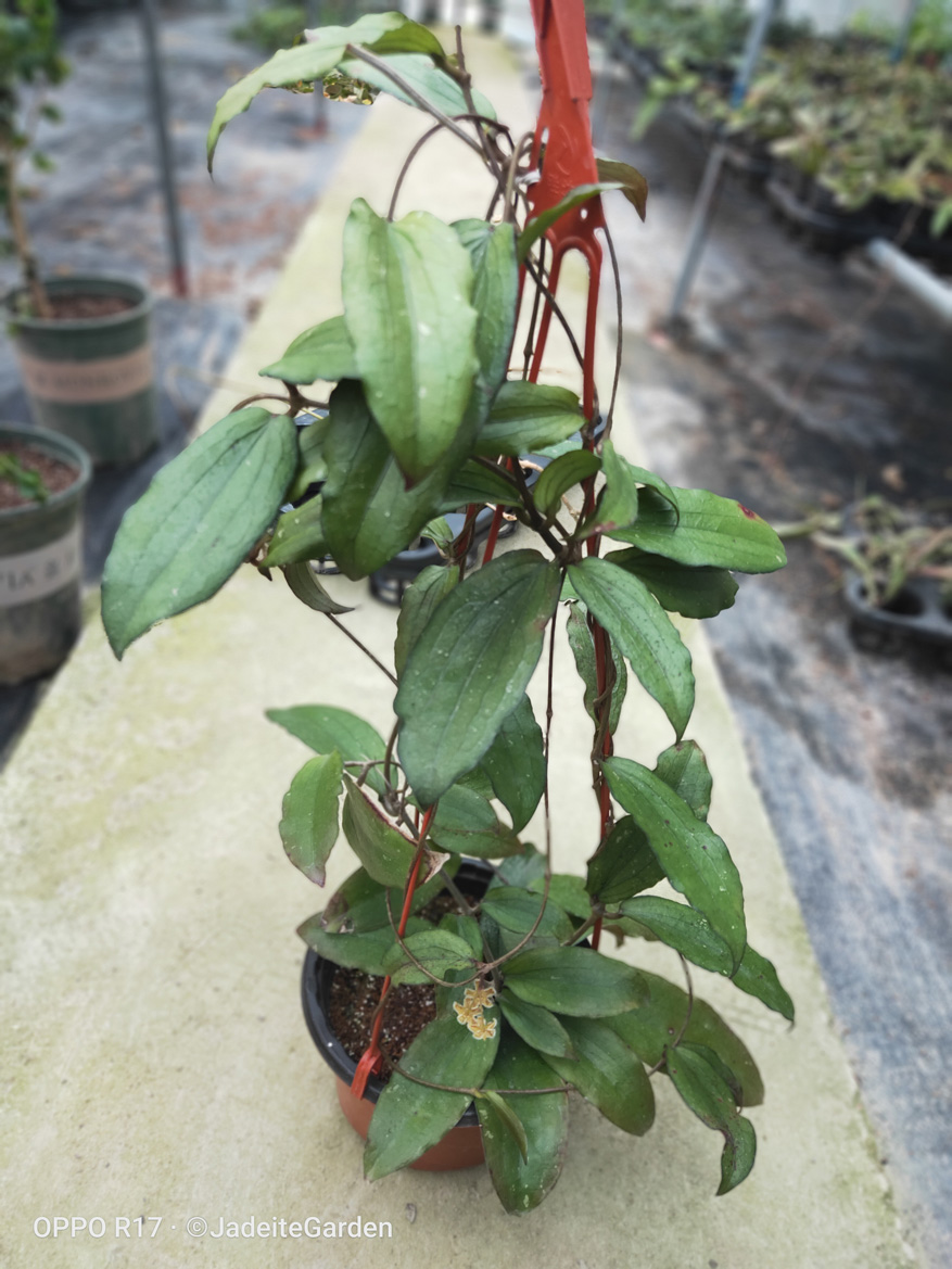 HOYA-ERYTHRINA.JPG
