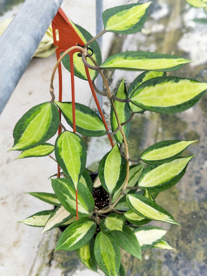 HOYA-MACROPHYLLA-VARIEGATA.JPG