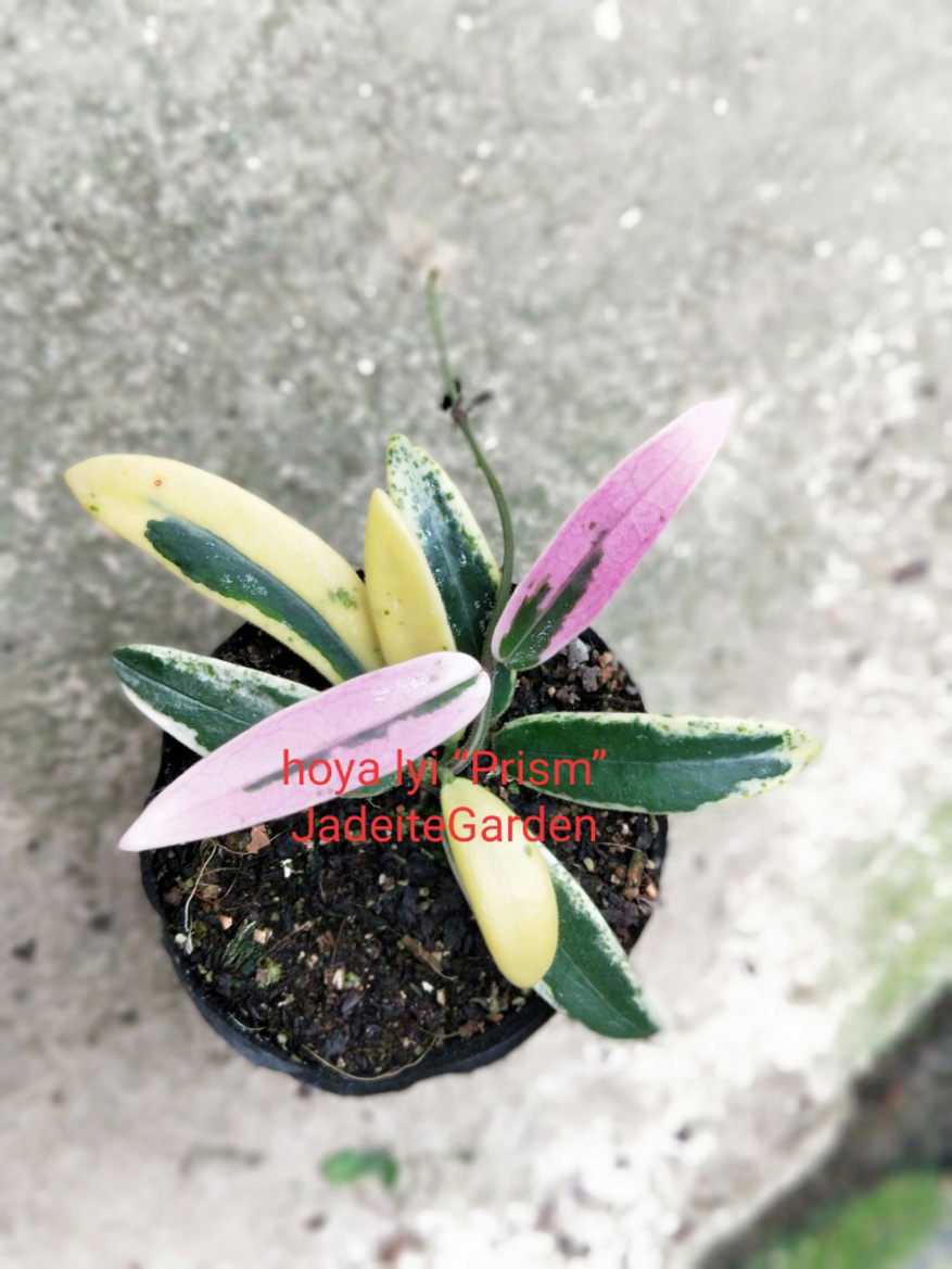 HOYA-LYI-PRISM-（JAD010）.JPG