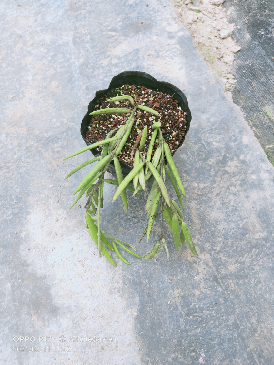 HOYA-LINEARIS.JPG