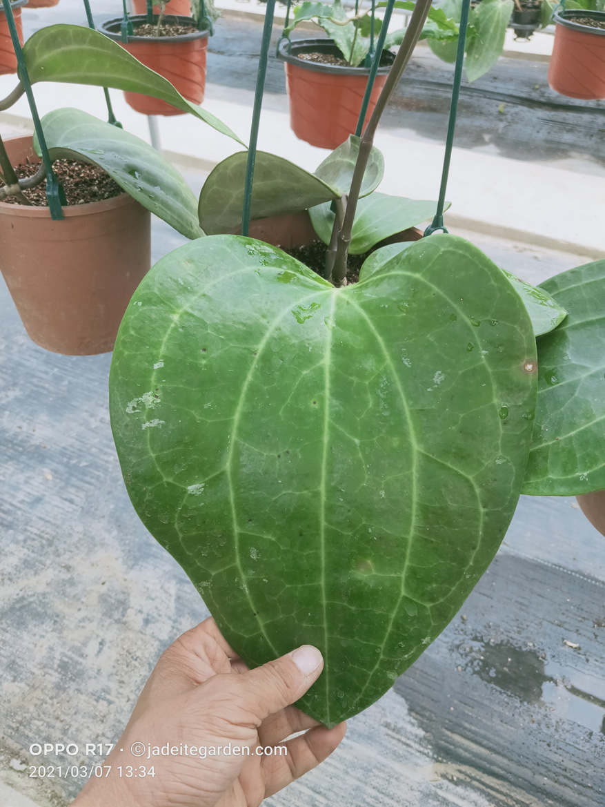 HOYA-LATIFOLIA-SSP.-PURPLE.JPG
