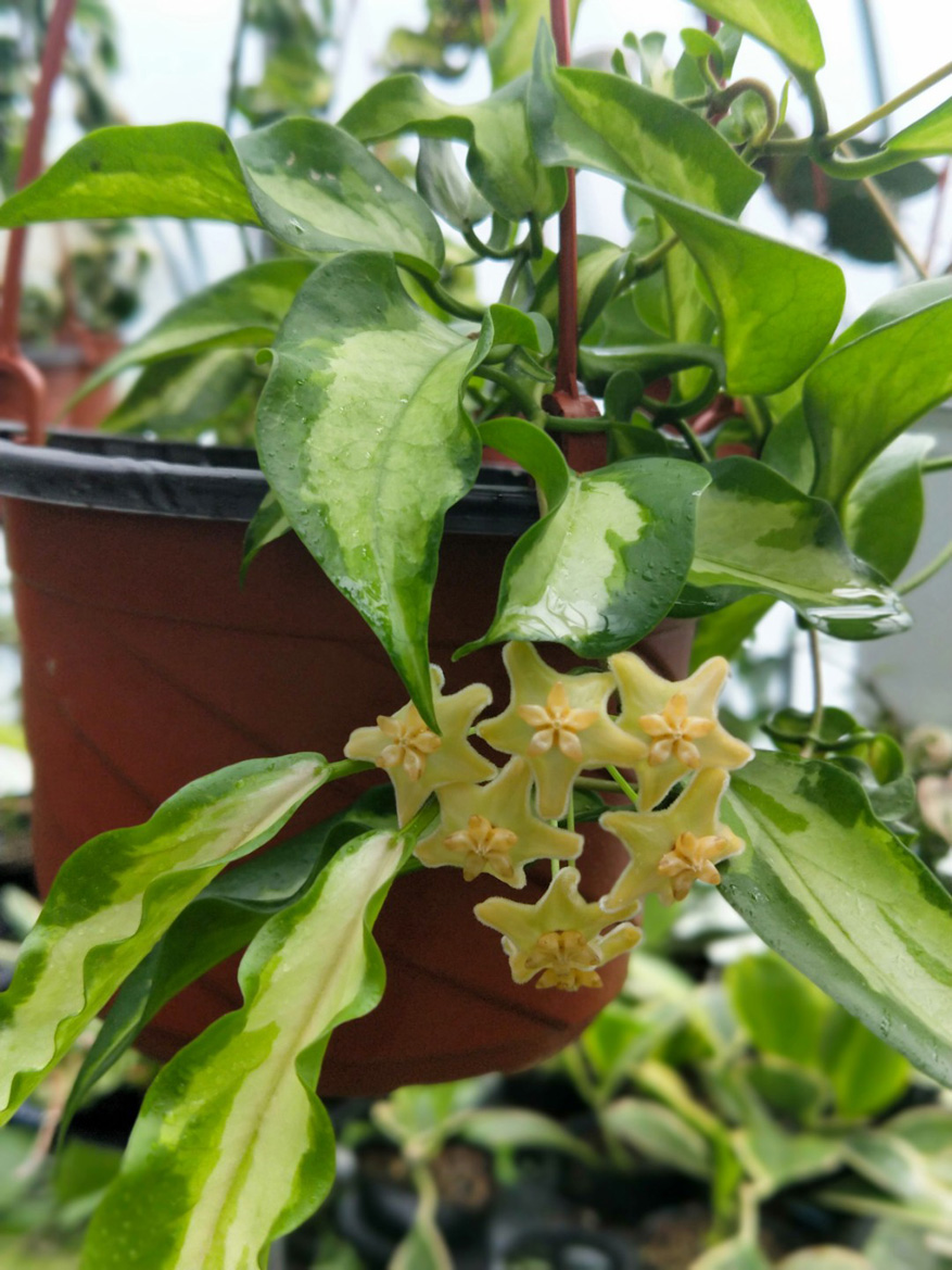 HOYA-KENEJIANA-VARIEGATA.JPG